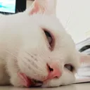 ซุมหมู่เจ้าบ่ได้มีหมู่หลายปานนั่น