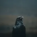 Crow's Den