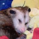Possum Discord Server Icon