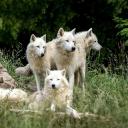 🐺~Caverne Des Loups~🐺