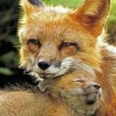 Furries mit Werten❤