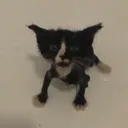 Ewiiias Discord