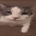 sQpIb StudIoS discord icon