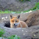 Scarlett’s Fox Den