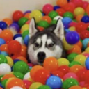 BALL ZONE Server Icon