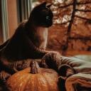 Fall Garden Discord Server Icon