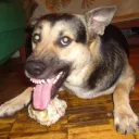 Tutel