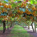 The Kiwi Fields