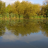 Froggy's Pond