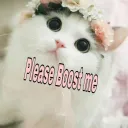 Cats Of Discord's icon