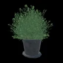 Da Bush Server