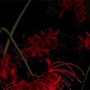 Higanbana Coalition