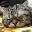 餅鯖