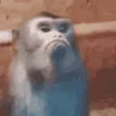 gogernet deluxe's icon