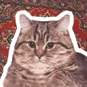 🐈 ПРАВИЛО КЛУБА