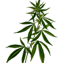 ð‘ðžð­ðšð«ððžð ð’ðªð®ðšð