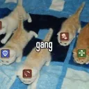 The Itty Bitty Kitty Committee