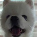 あわってる