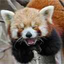 Red Panda Menagerie
