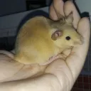 Vegan Animal Care