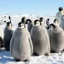 Peng's Igloo