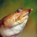 frog