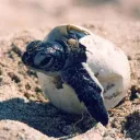 The turtle's nest