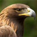Eagle Bot Official Discord