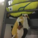 あもんぐあす