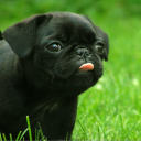Pug Land