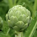 Artichokes