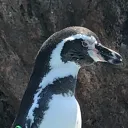 アモング鯖