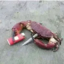 Crab Fathers Playground