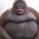 lic