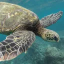 The Fish Tank server icon