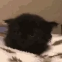 CatNotHere's Official Server