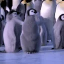 The Colony🐧
