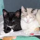 Nat’s Pee Place Discord Server Icon