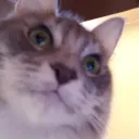雑談鯖