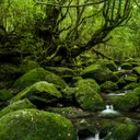 HN's Forest