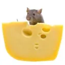 Ratty’s Cheeze Factory