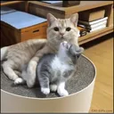MIAOU GXNG