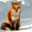 The Fox Den's icon