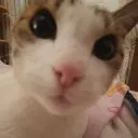 -•~ChikilicuatreNet~•- discord icon