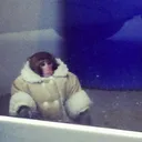BigChimpin's Jungle