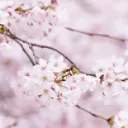 Sakura Square
