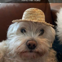 Call (hond met hoed)