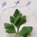 Discovery icon for Galatasaray Discord server