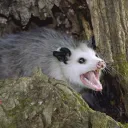 OpossumCraft