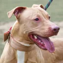 Pit Bull Discussion